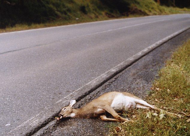 best of Arrested deer sex dead for Man with