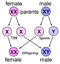 Red T. reccomend Definition of sex chromosome