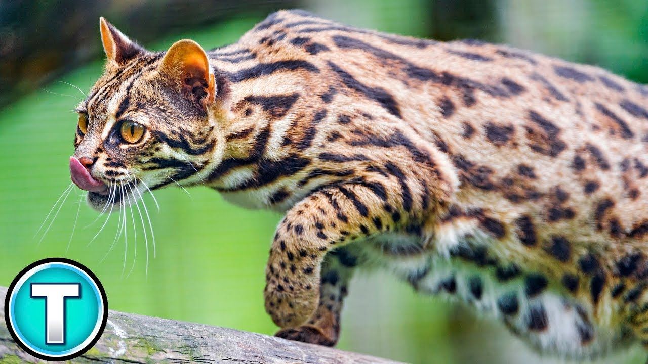 best of Leopard documentary Asian cat