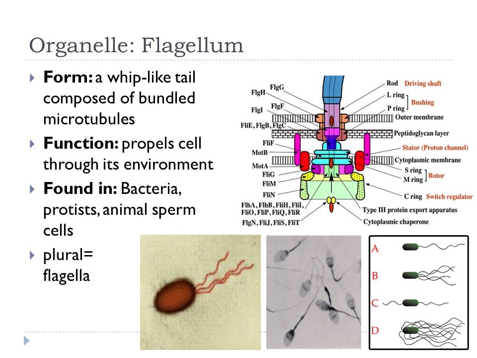 Agent 9. reccomend Organelles in sperm cell
