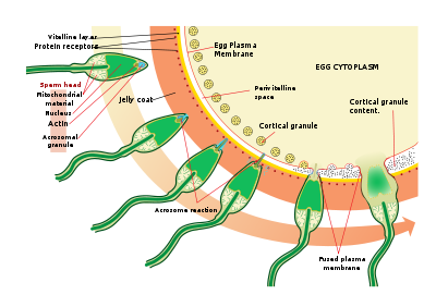 Organelles in sperm cell
