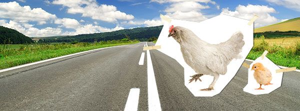 Why did the chicken cross the road jokes hemingway