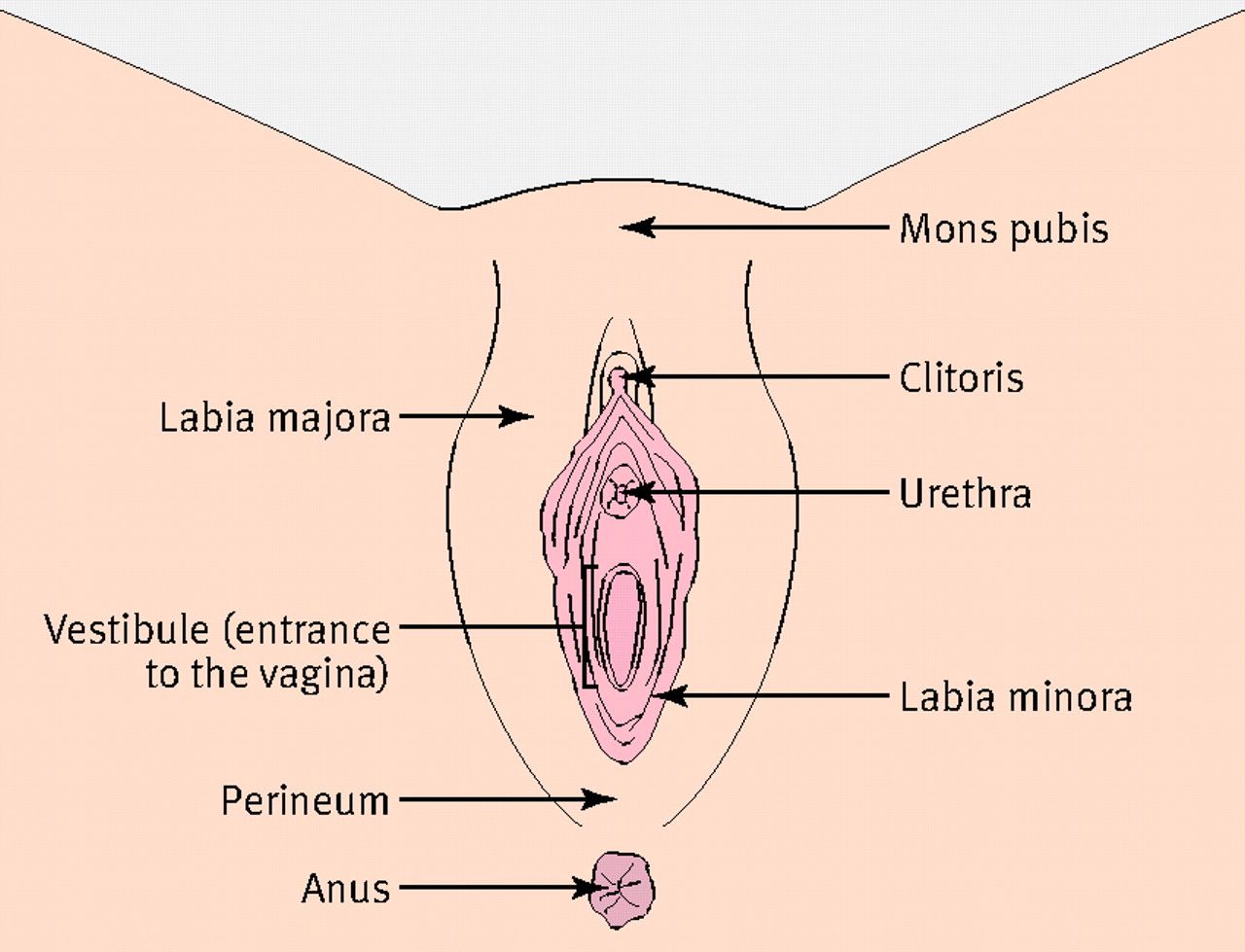 Sneak reccomend Sore clitoris labia