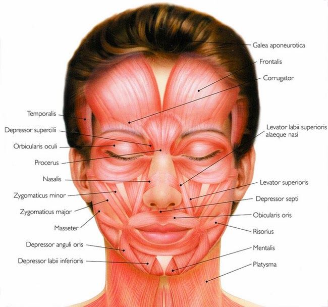 Human facial muscle chart