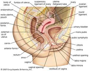 best of A womans vulva Picture of
