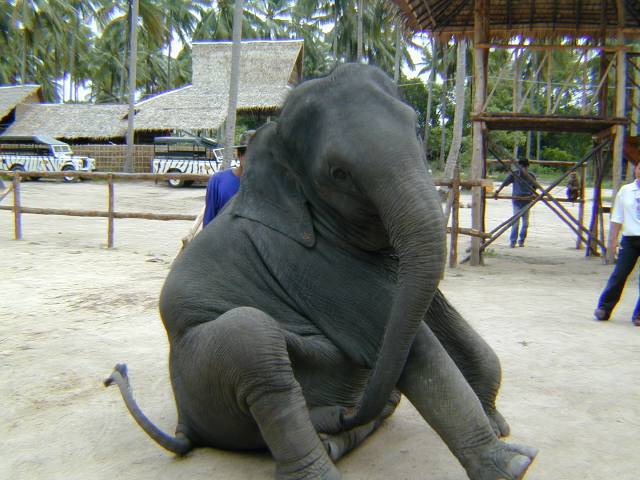 Female elephants masturbate