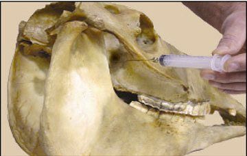 FD reccomend Equine maxillary facial tumor