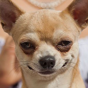 best of Lick Why do chihuahuas