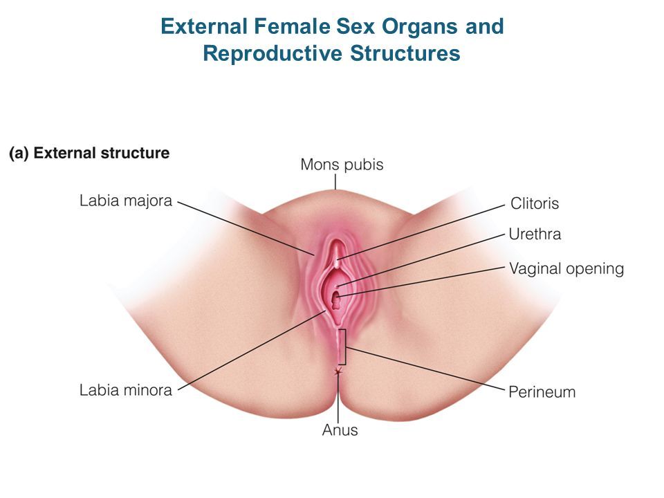Images of girls sexy organs