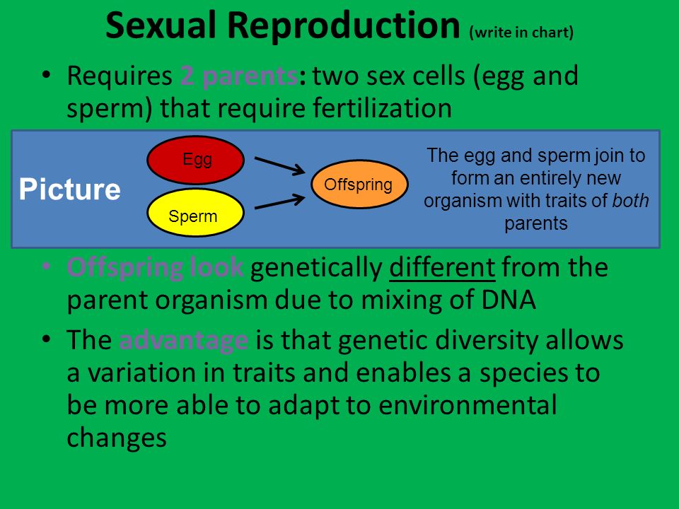 best of Sperm and of cell of joining Form reproduction
