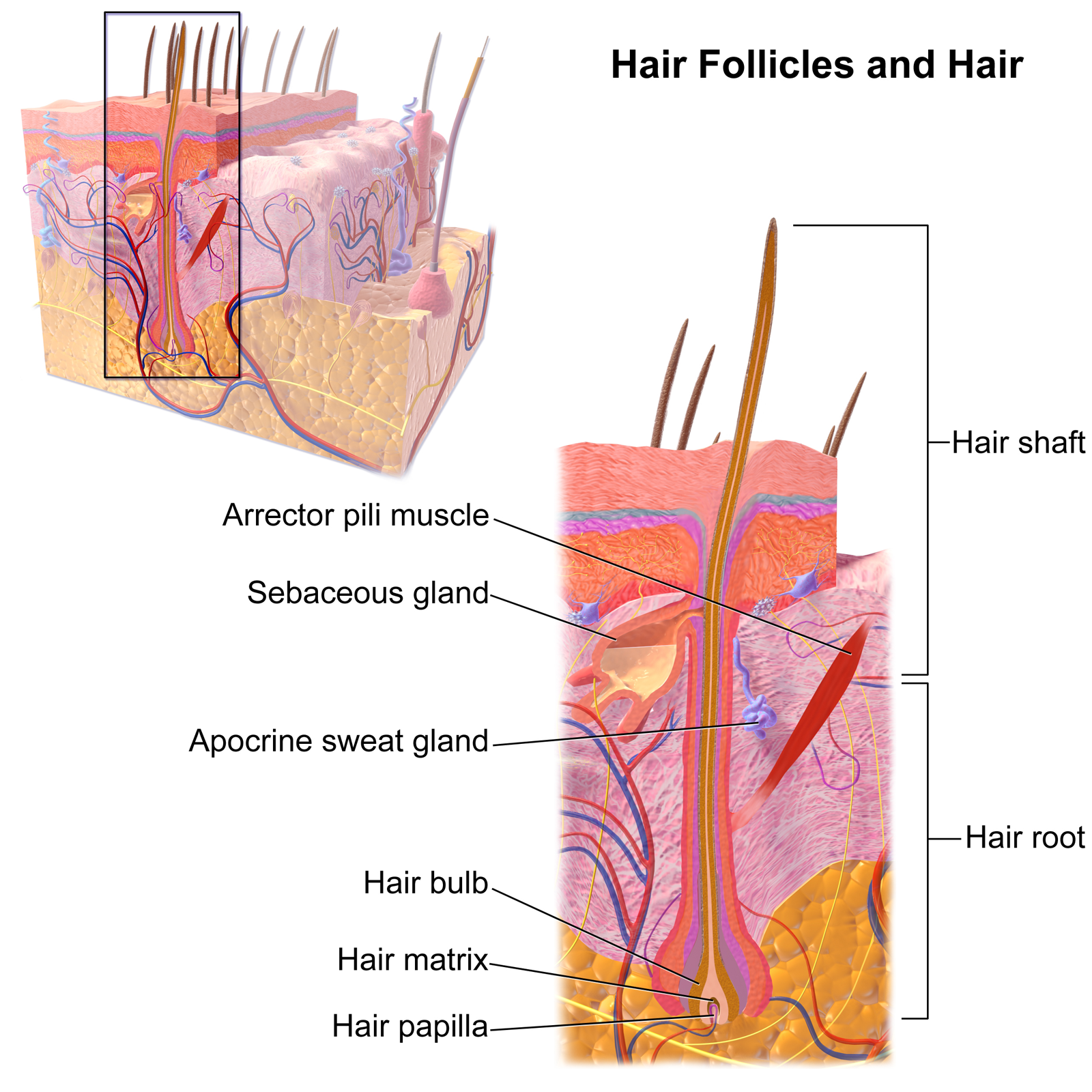 best of Pic Hair porn follicle
