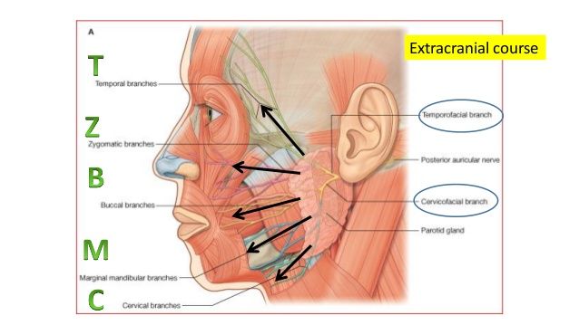 Bazooka reccomend Stylomastoid foramen facial nerve