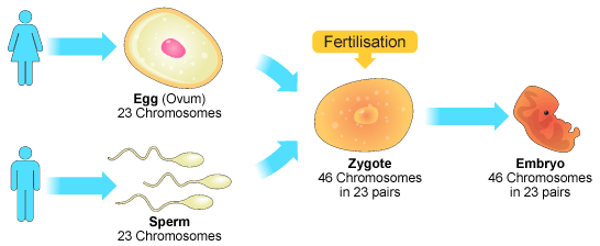 Gasoline reccomend Form of reproduction joining of sperm and cell