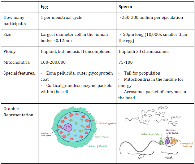 Form of reproduction joining of sperm and cell