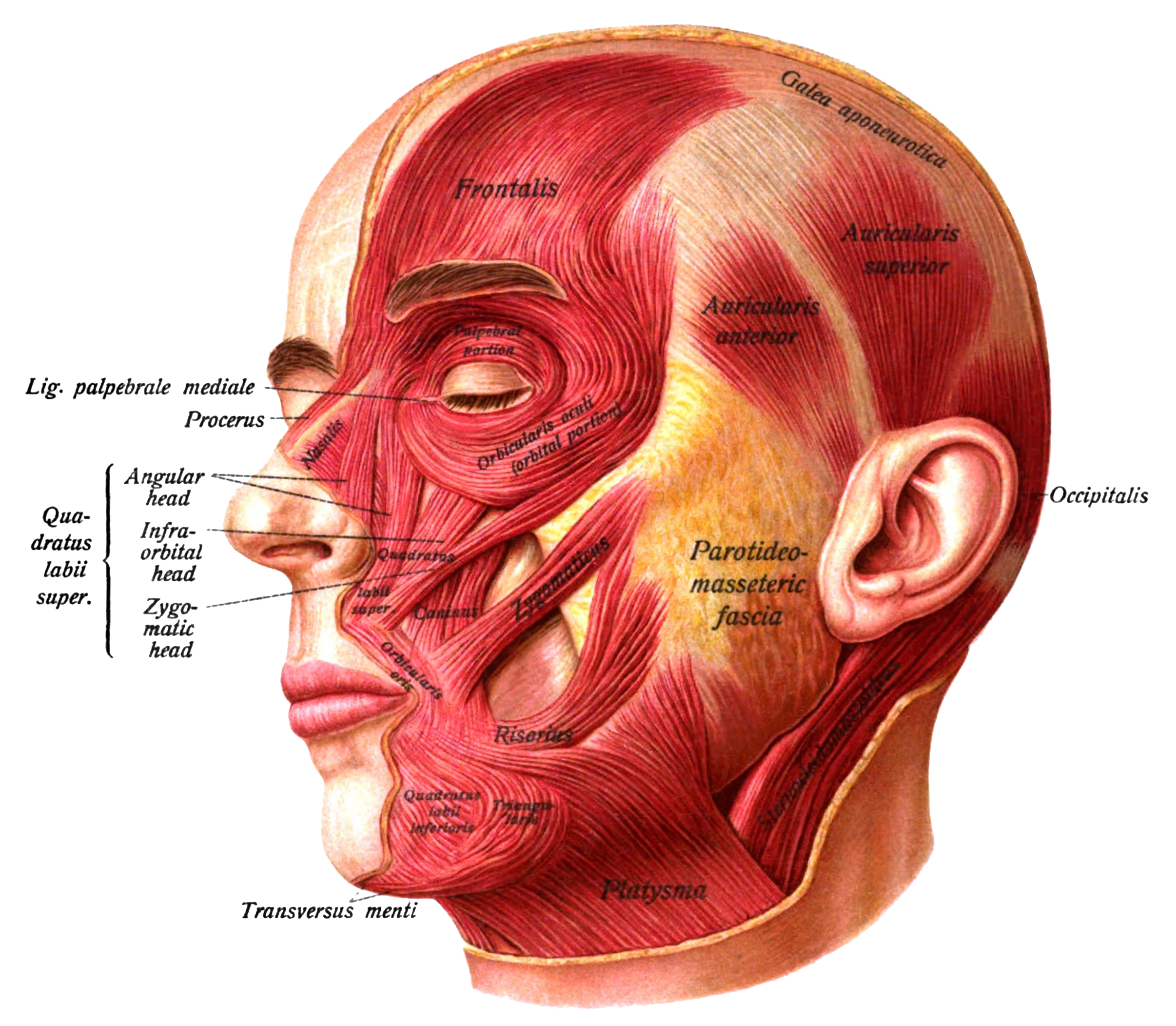 Human facial muscle chart