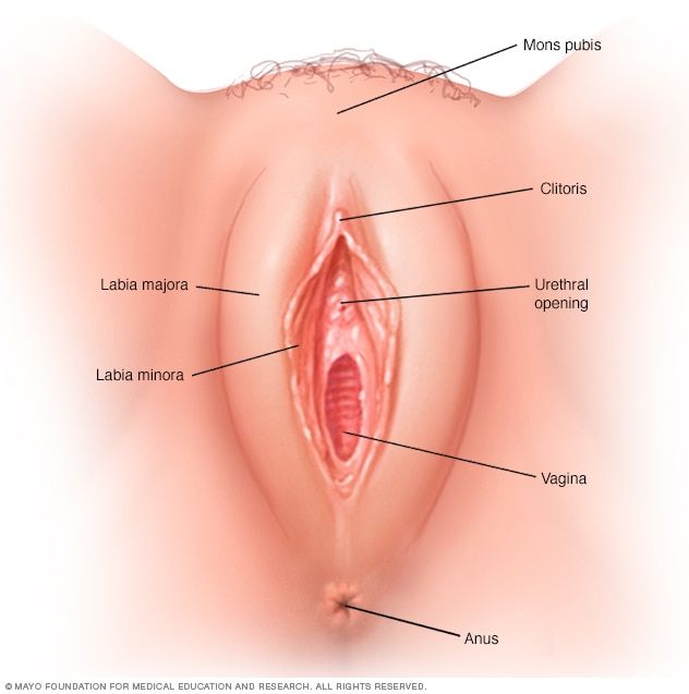 best of A womans vulva Picture of