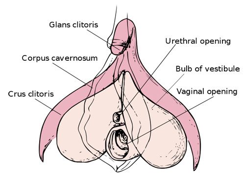 Half-Pipe reccomend Sore on clitoris